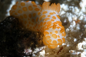 Raja Ampat 2019 - DSC08075_rc - Red bumpy gymnodoris - Gymnodoris a papilles orangees - Gymnodoris rubropapulosa